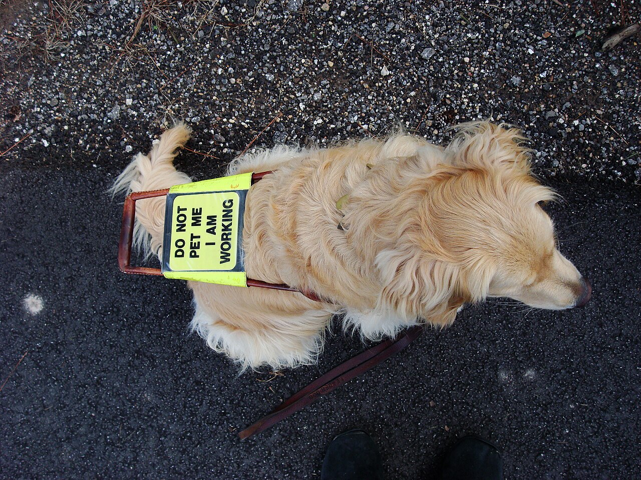 A golden retriever guide dog with a sign on its harness saying do not pet me, I am working