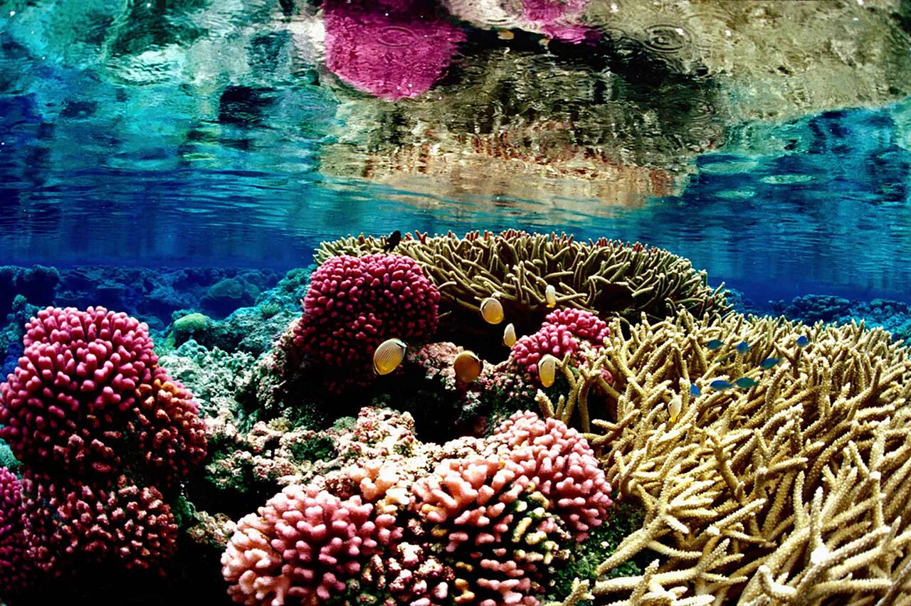 A healthy coral reef full of pink and yellow corals in clear blue water